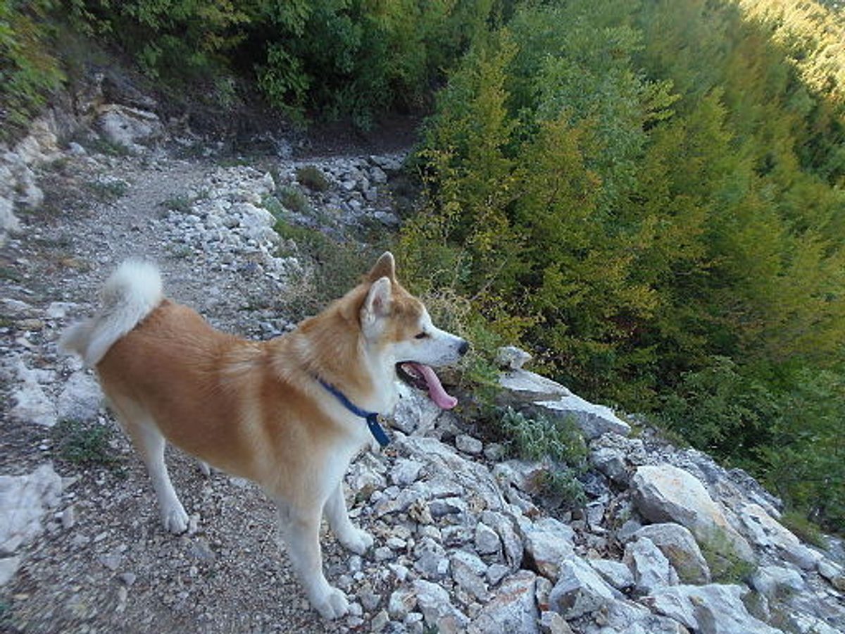 Akita