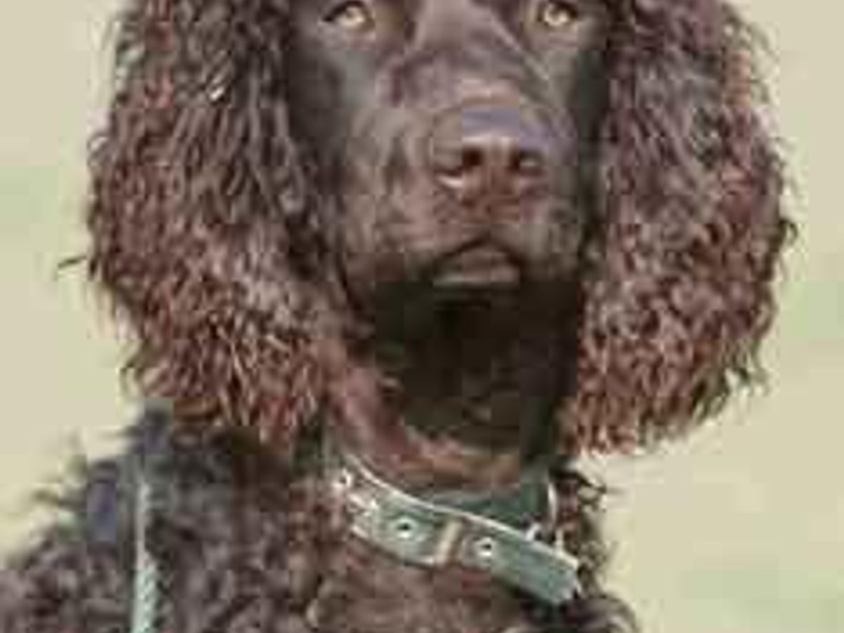 American Cocker Spaniel