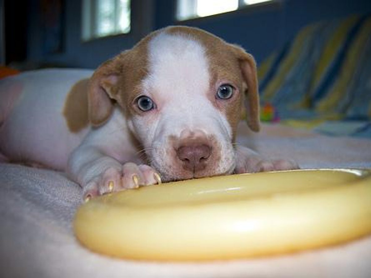 American Staffordshire Terrier