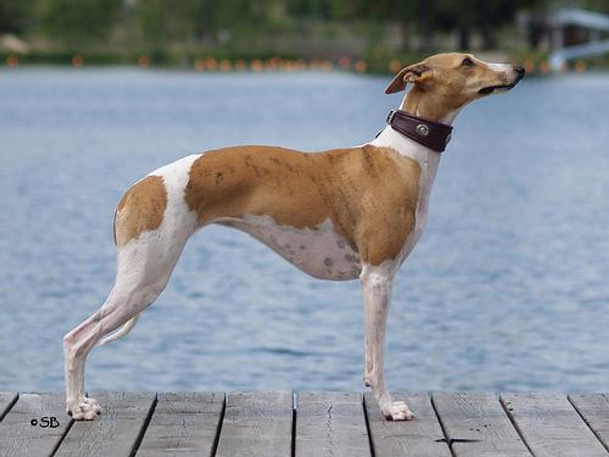 Appenzeller Sennenhund
