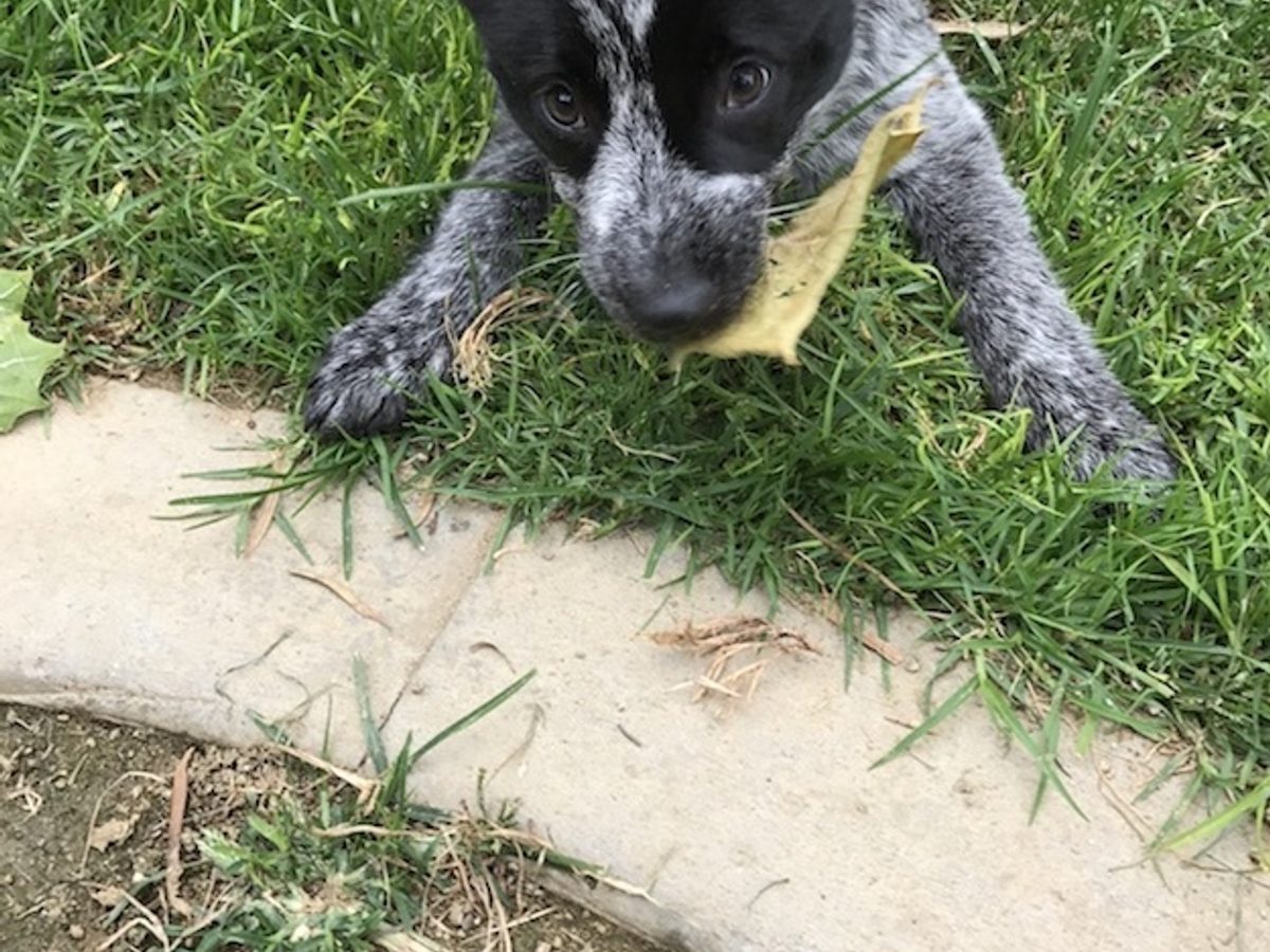 Australian Cattle Dog