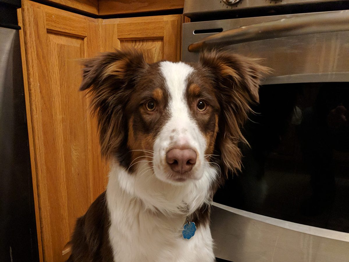 Australian Shepherd