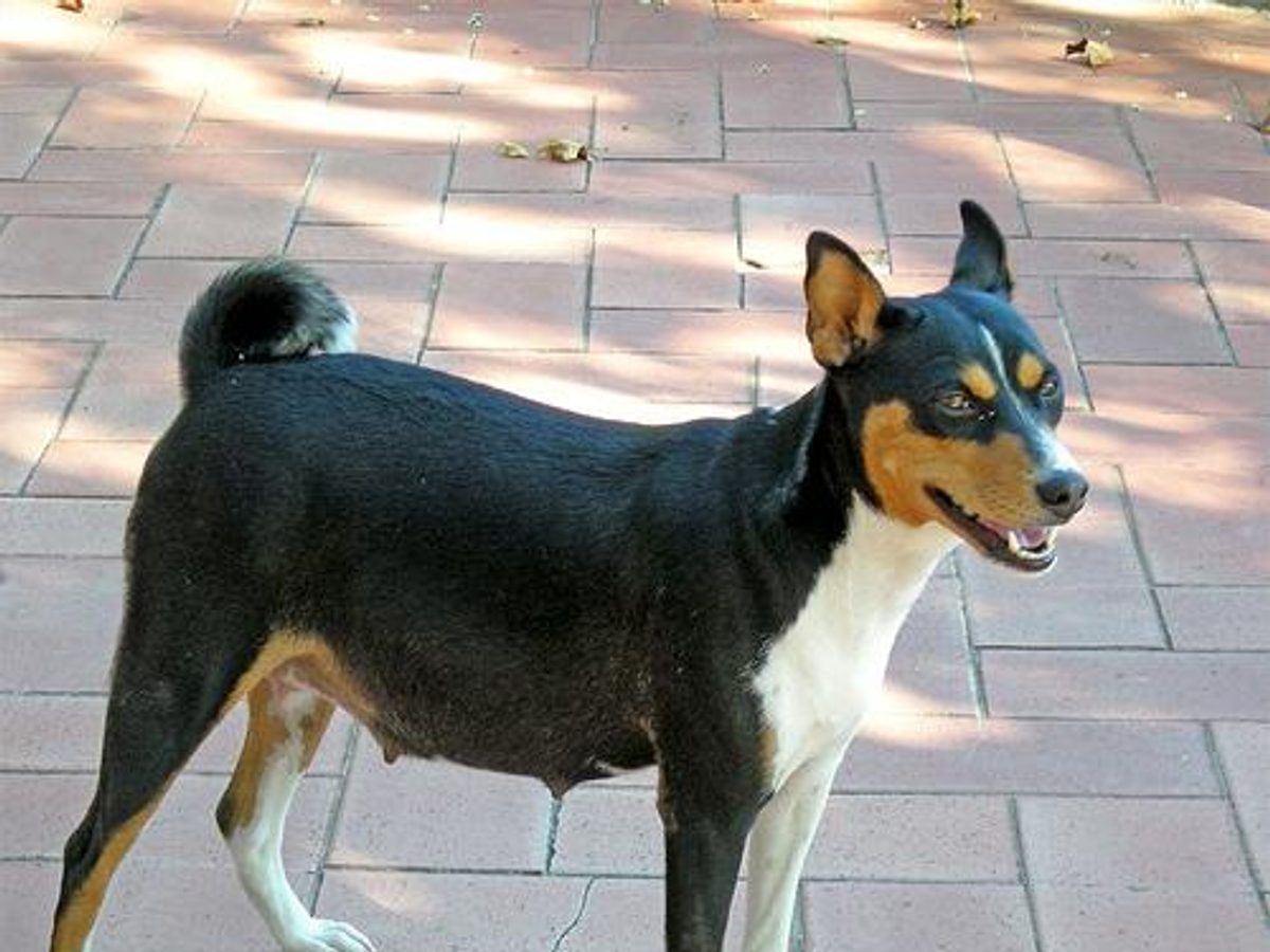Basenji