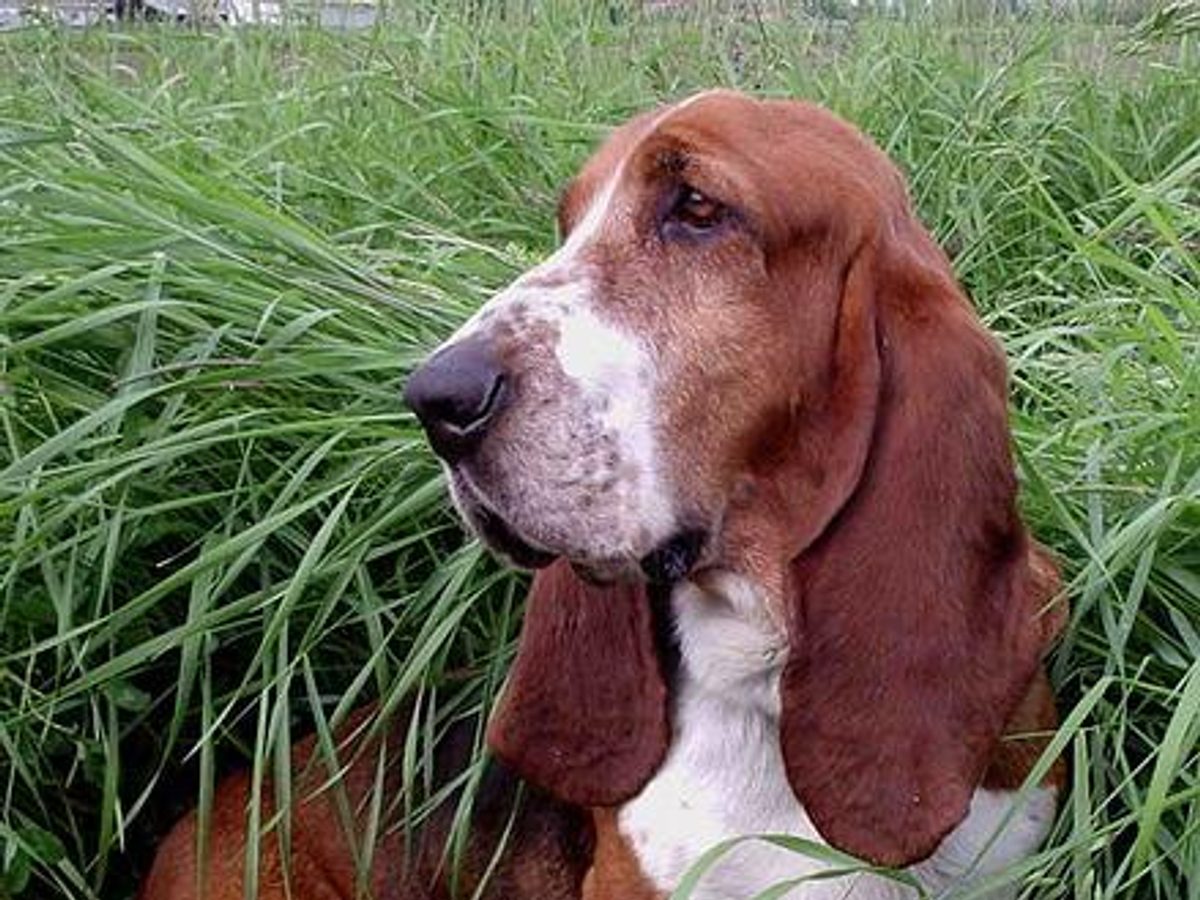 Basset Hound