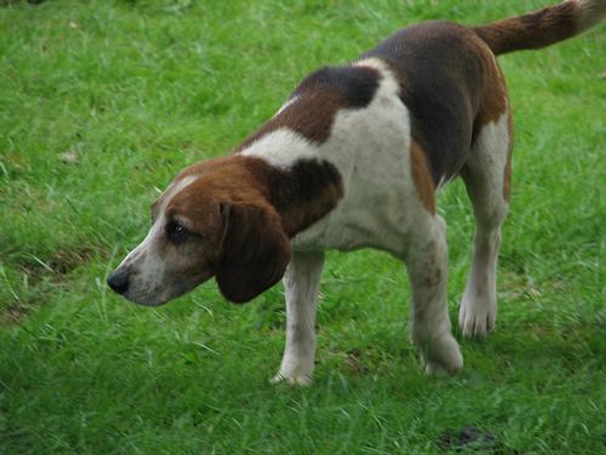 Beagle