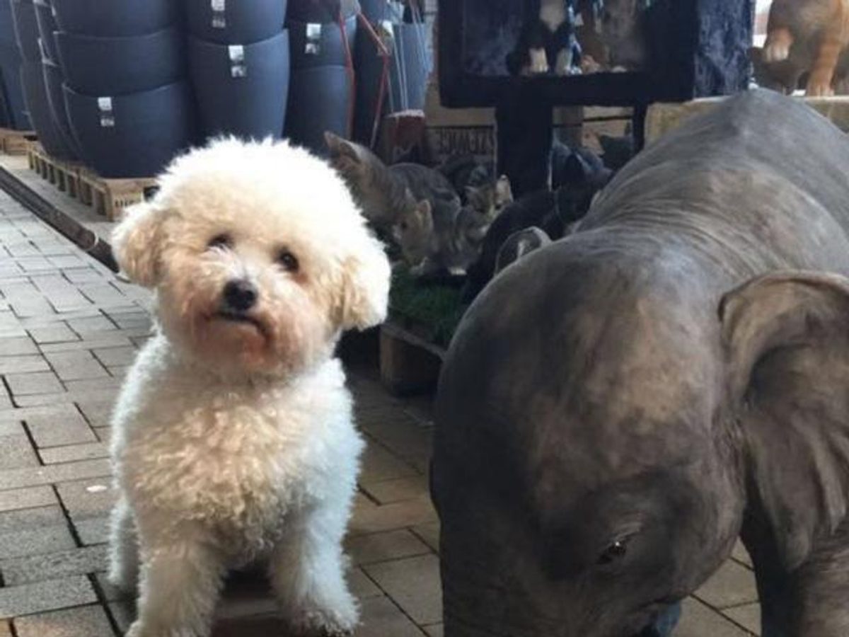 Bichon Frisé