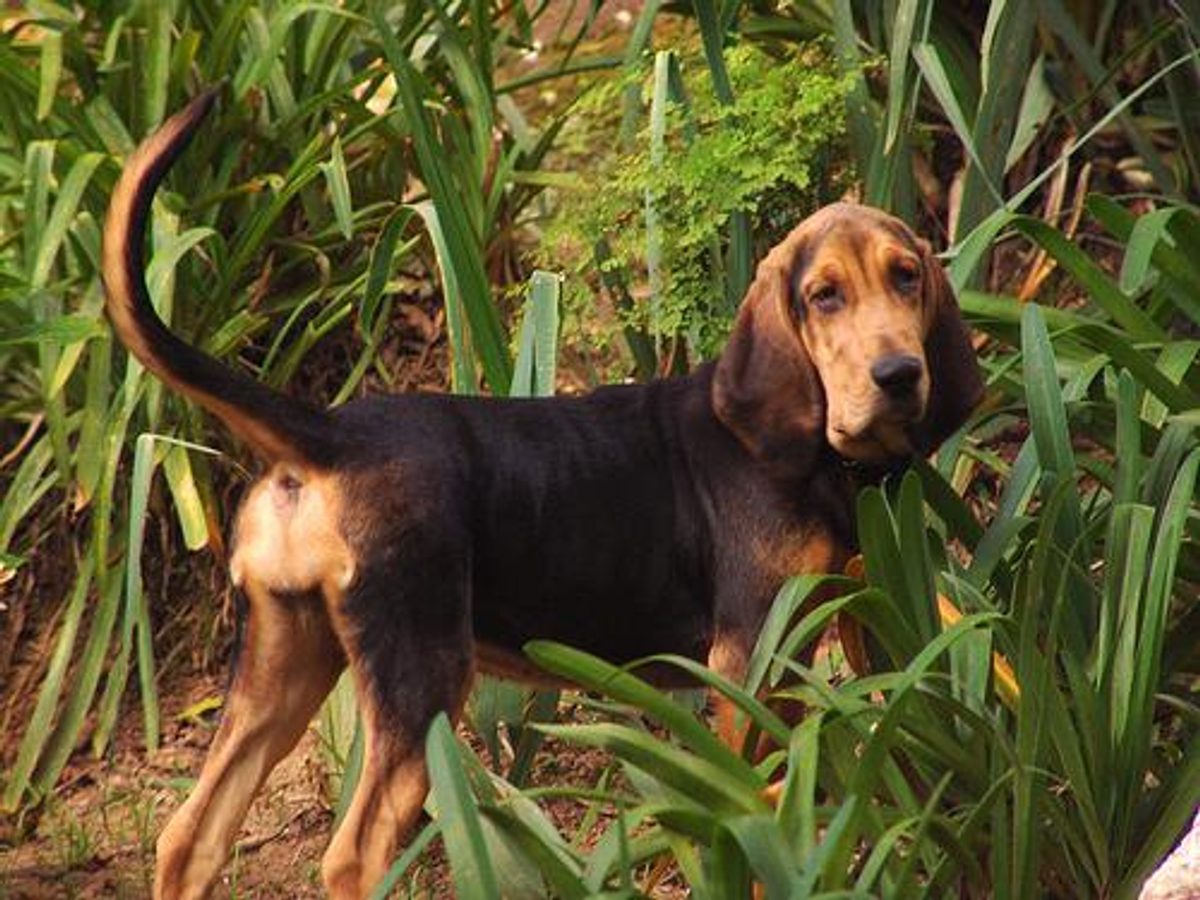 Bloodhound