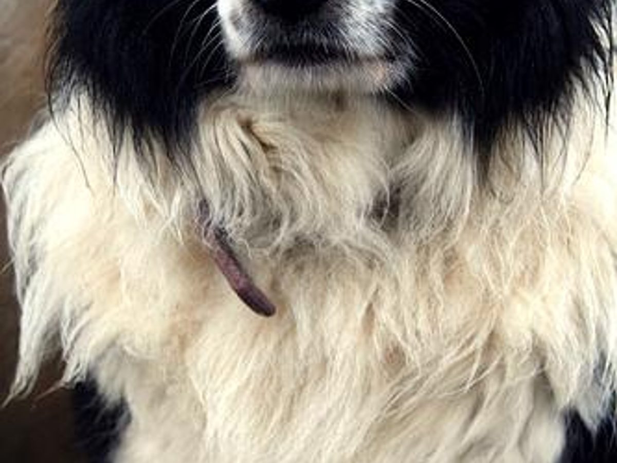 Border Collie
