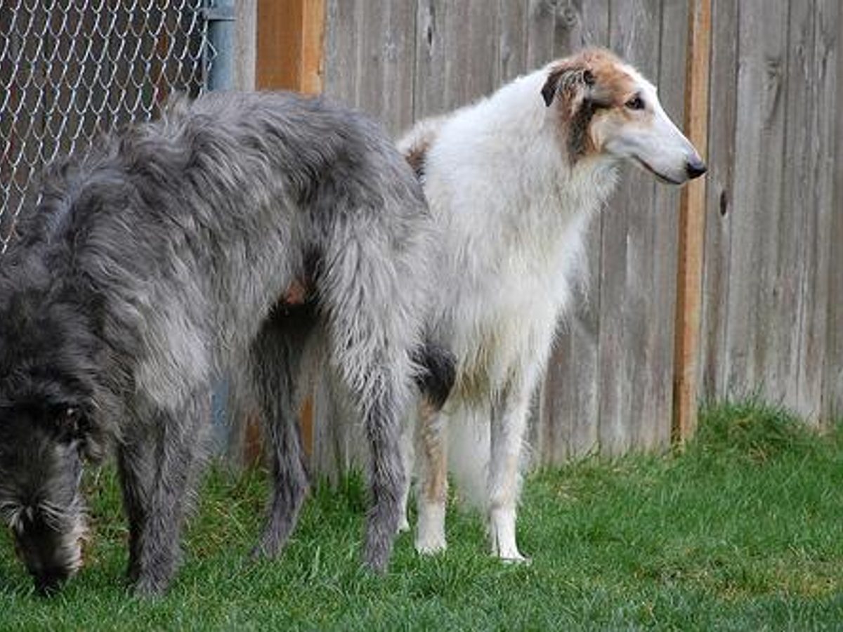 Borzoi