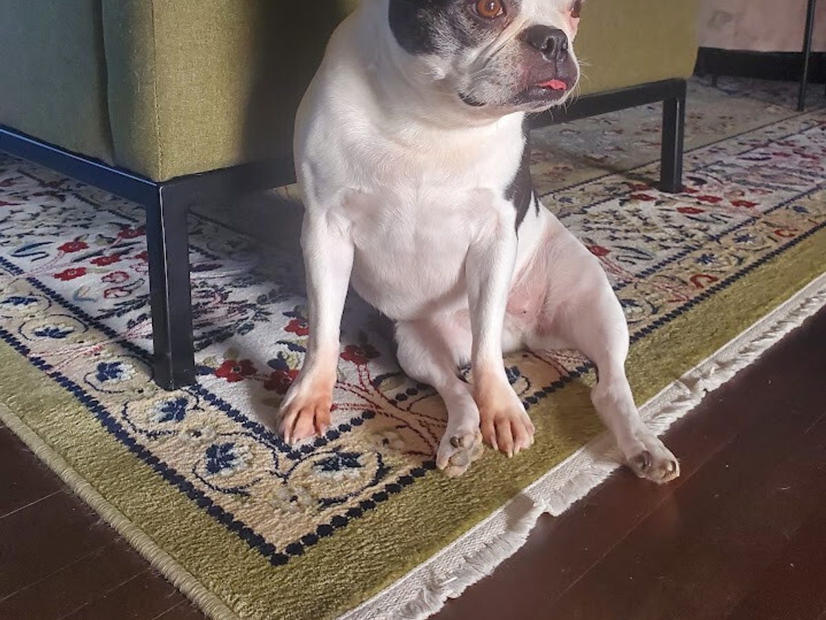 Boston Terrier