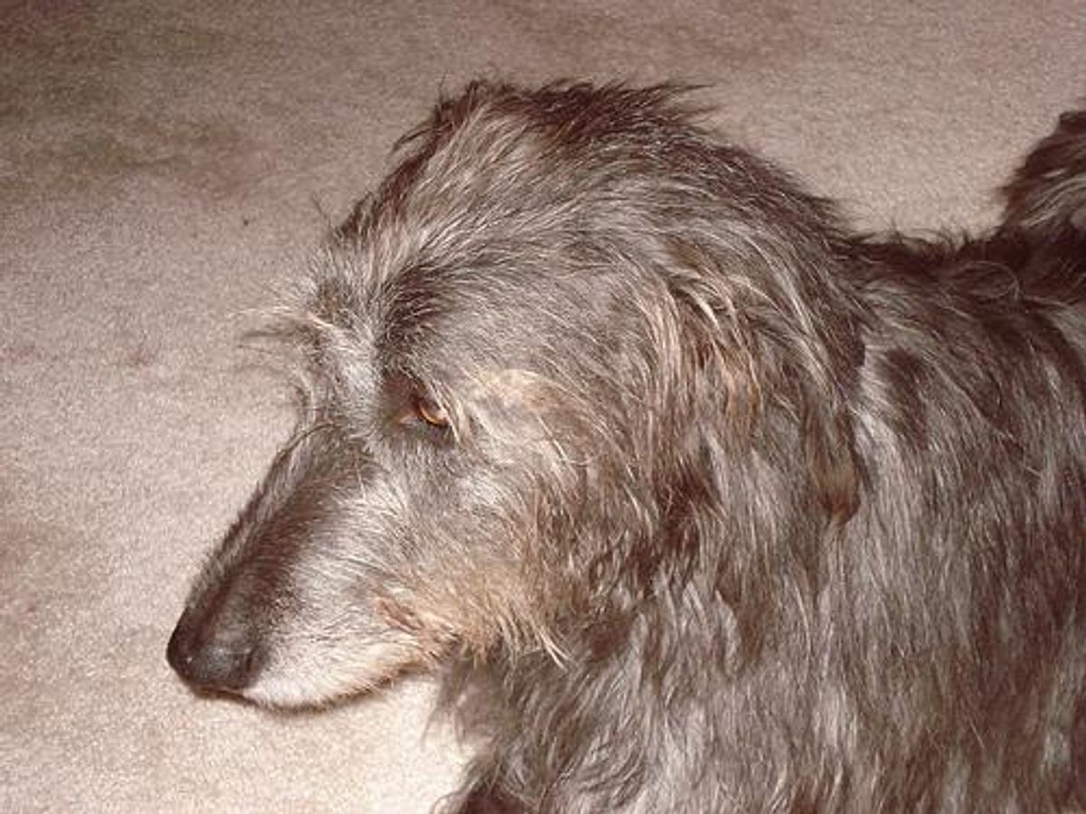 Bouvier des Flandres
