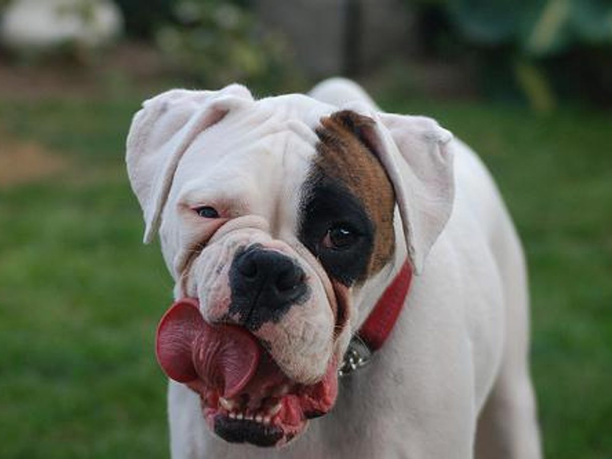 Boxer