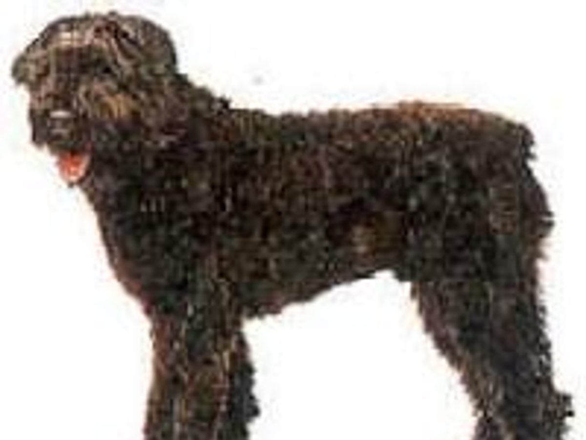 Catahoula Leopard Dog