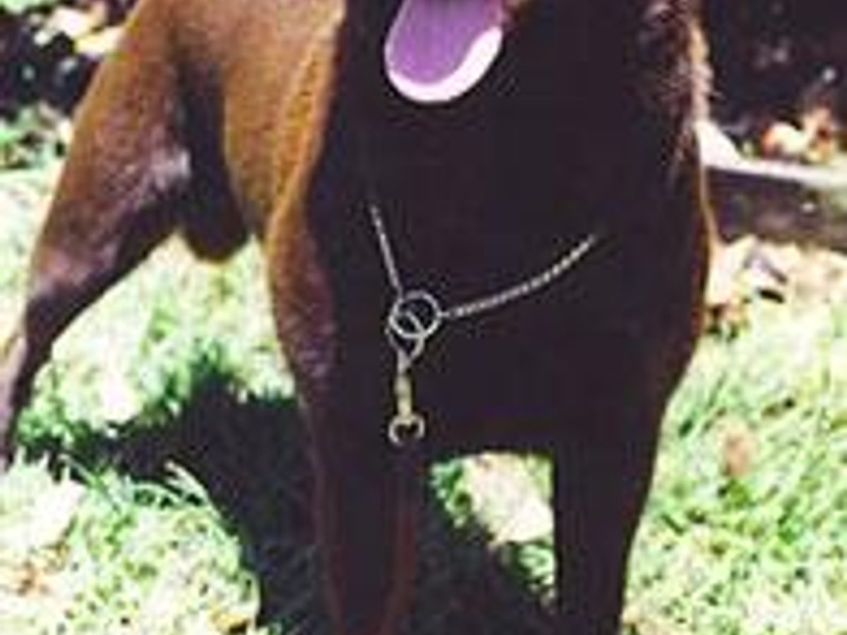 Cavalier King Charles Spaniel