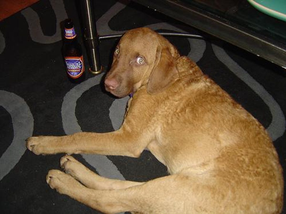 Chesapeake Bay Retriever