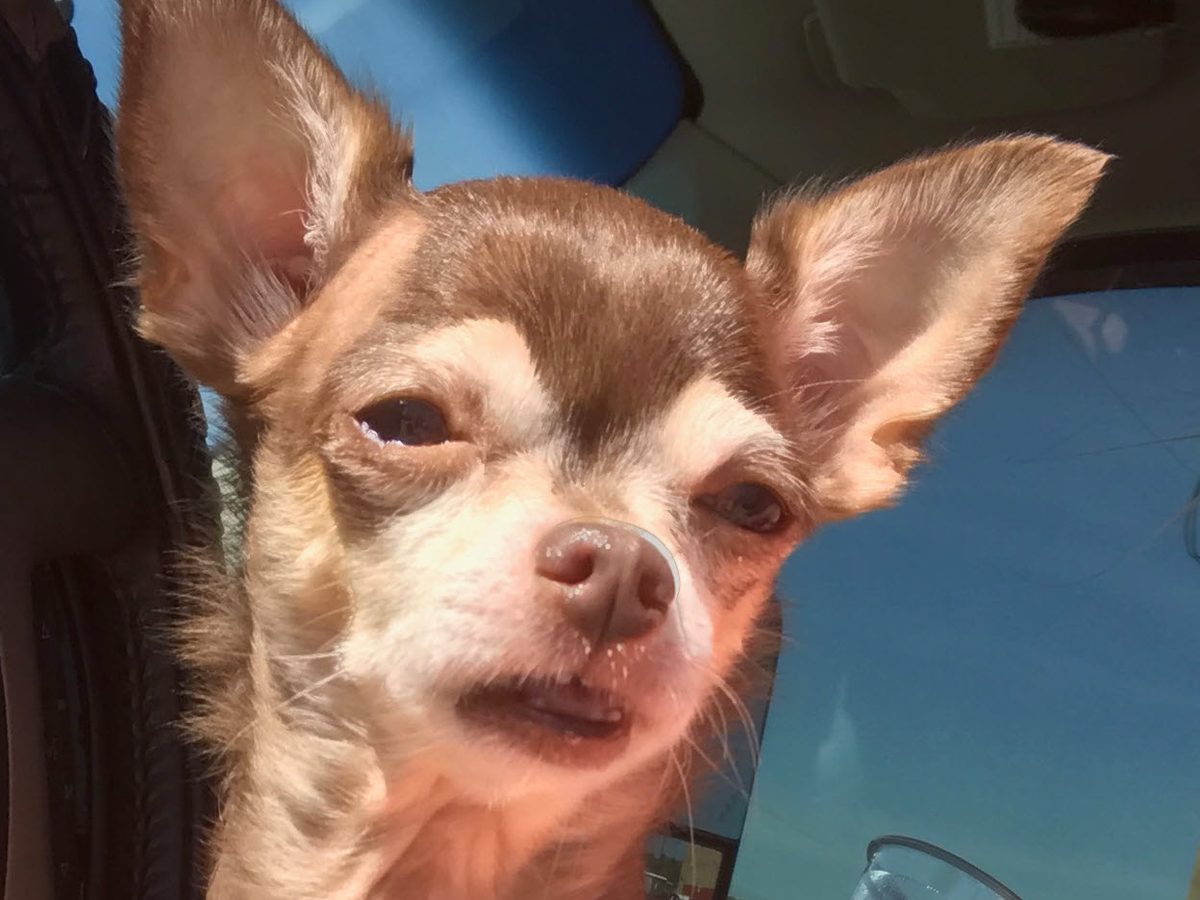 Chihuahua