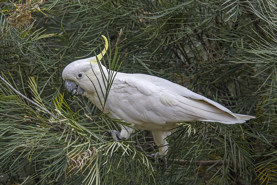 Cockatoo