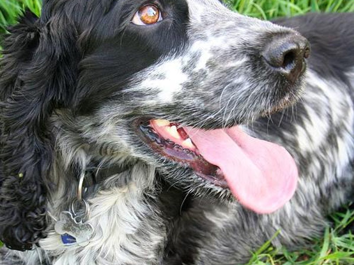 Cocker Spaniel