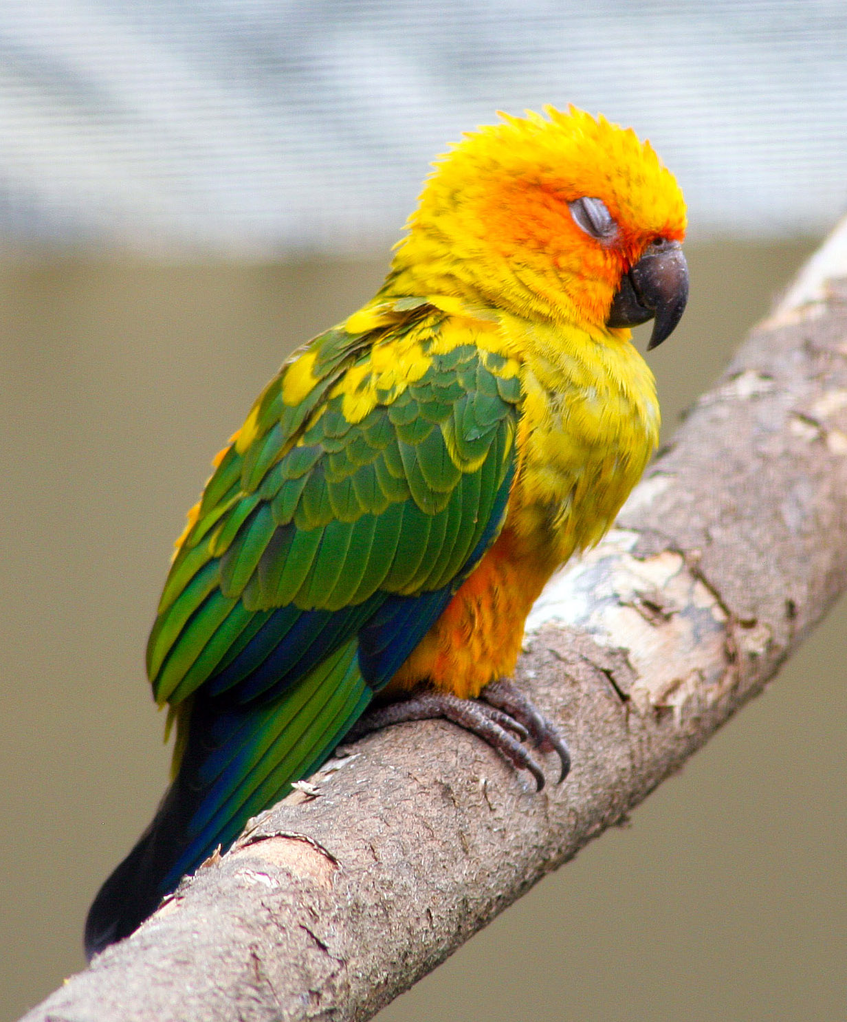 Conure