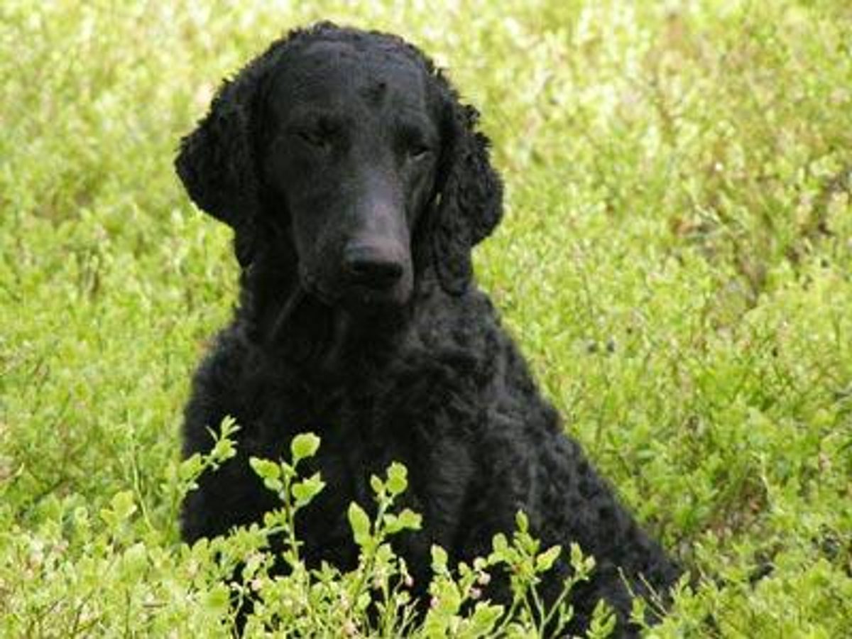 Curly-Coated Retriever