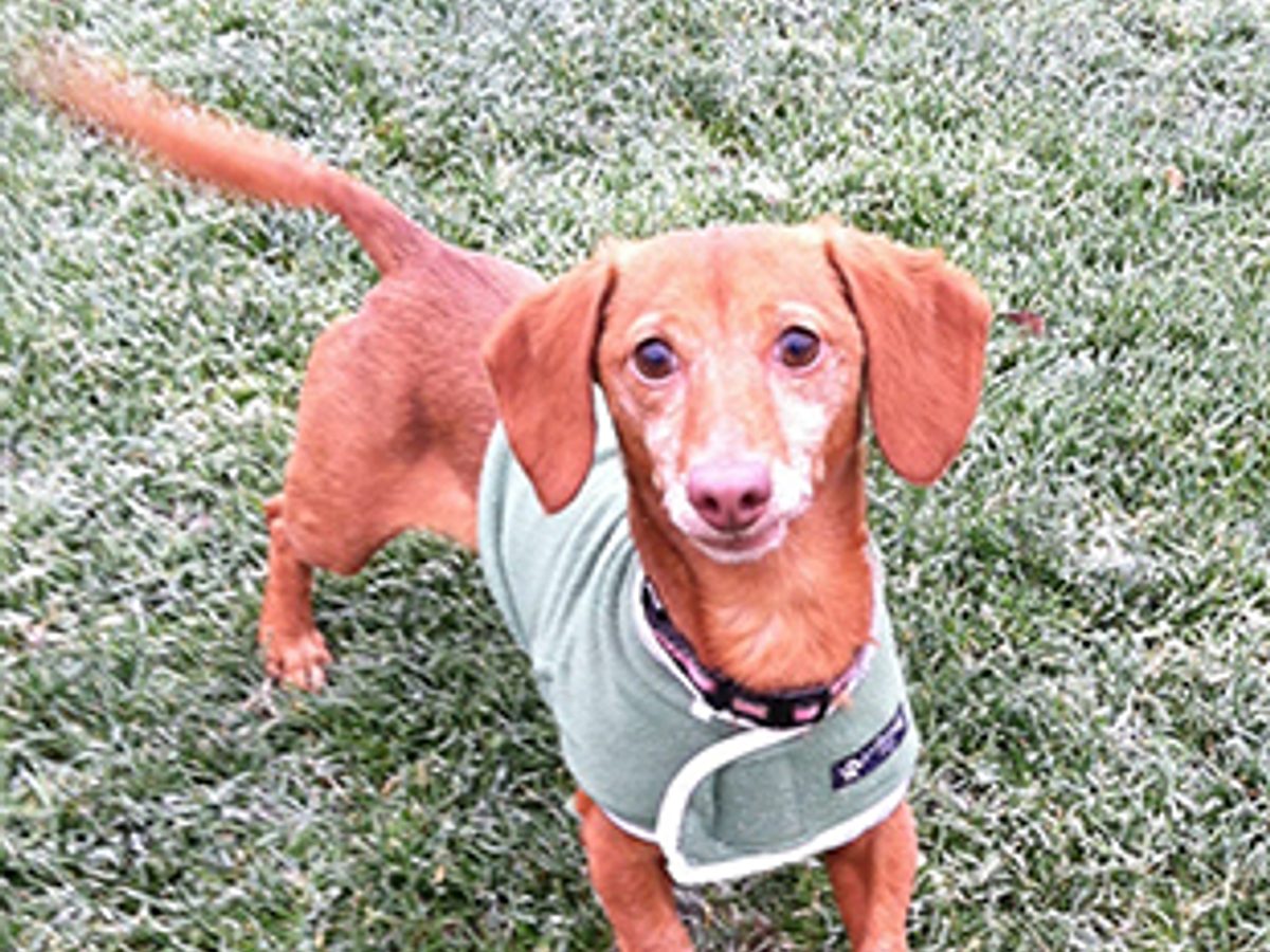 Dachshund