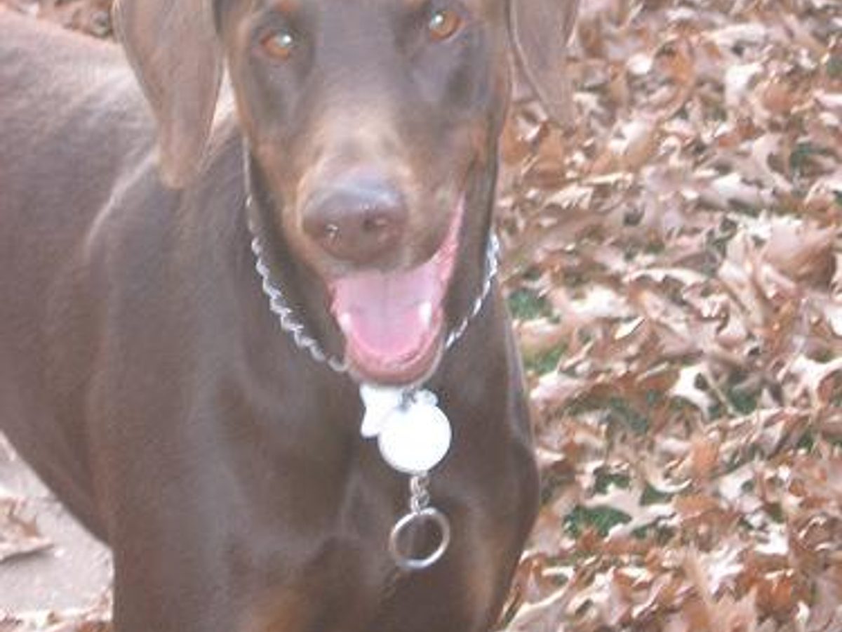 Doberman Pinscher