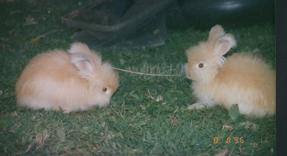 English Angora