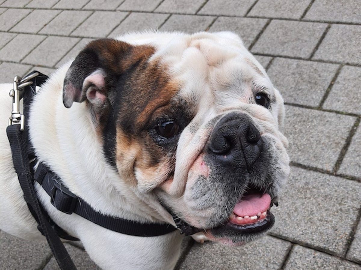 English Bulldog