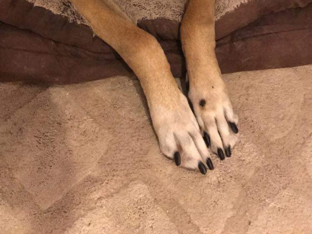 English Mastiff