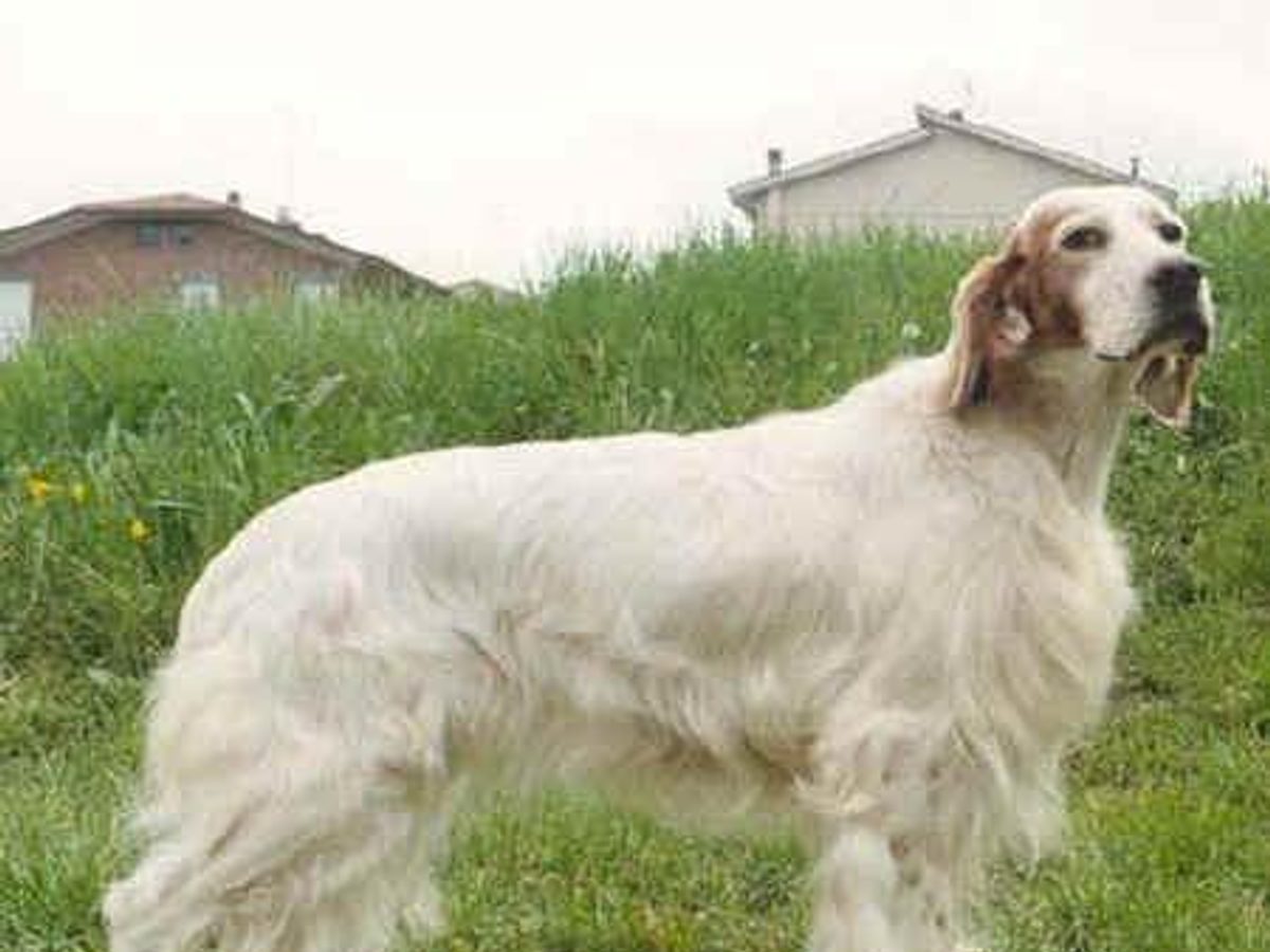 English Setter