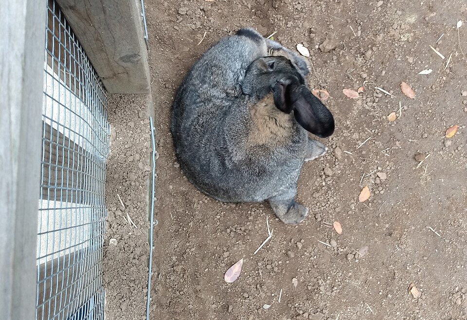 Flemish Giant