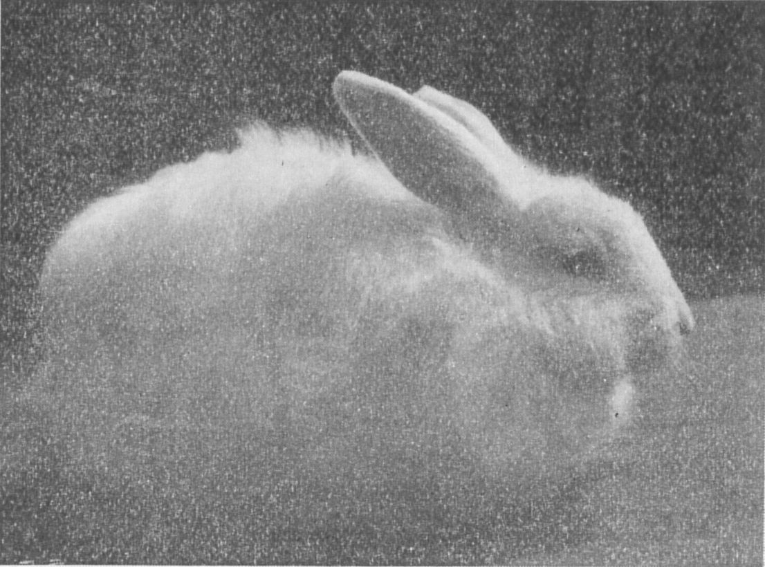 French Angora