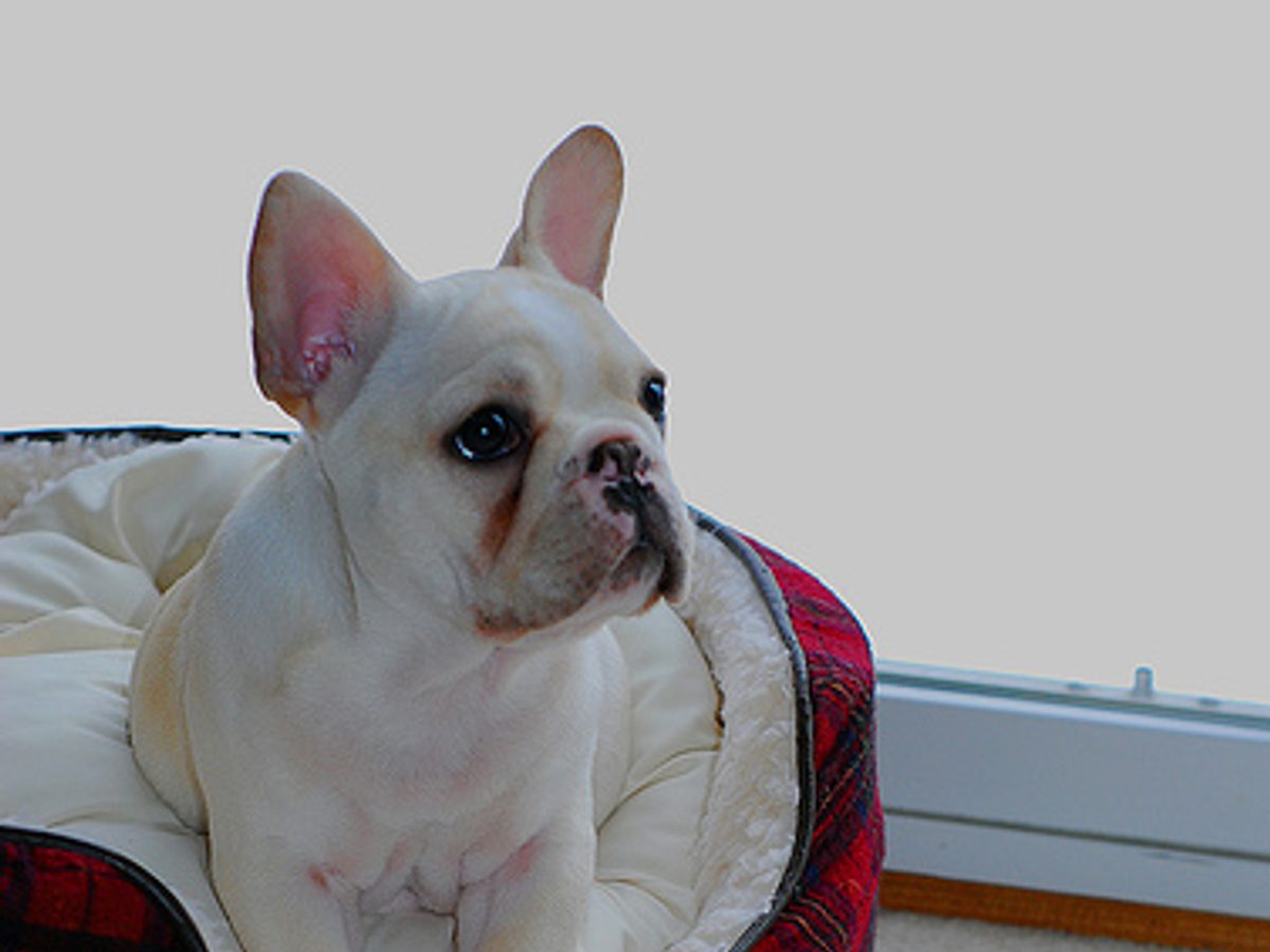 French Bulldog