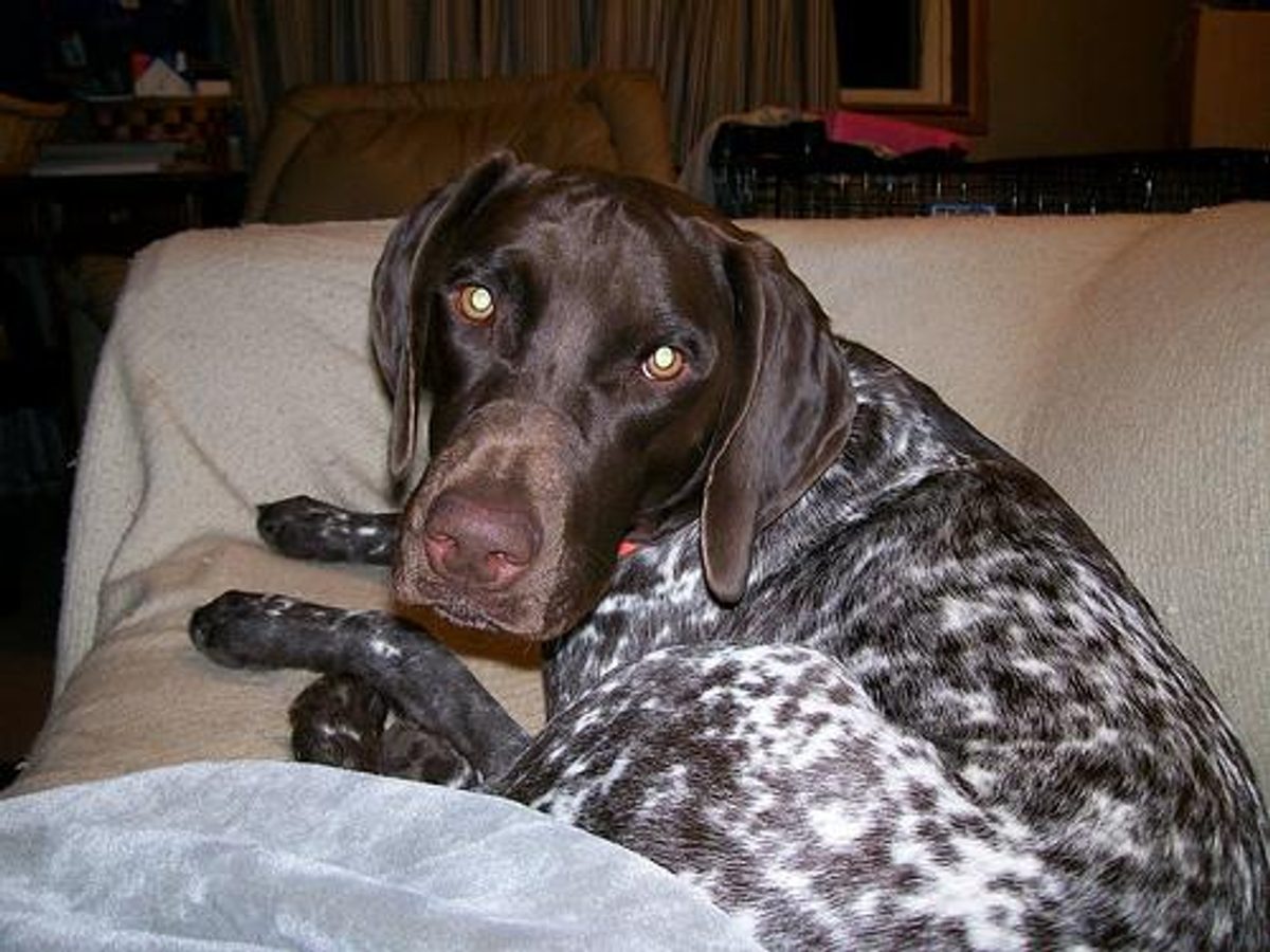 German Shorthaired Pointer