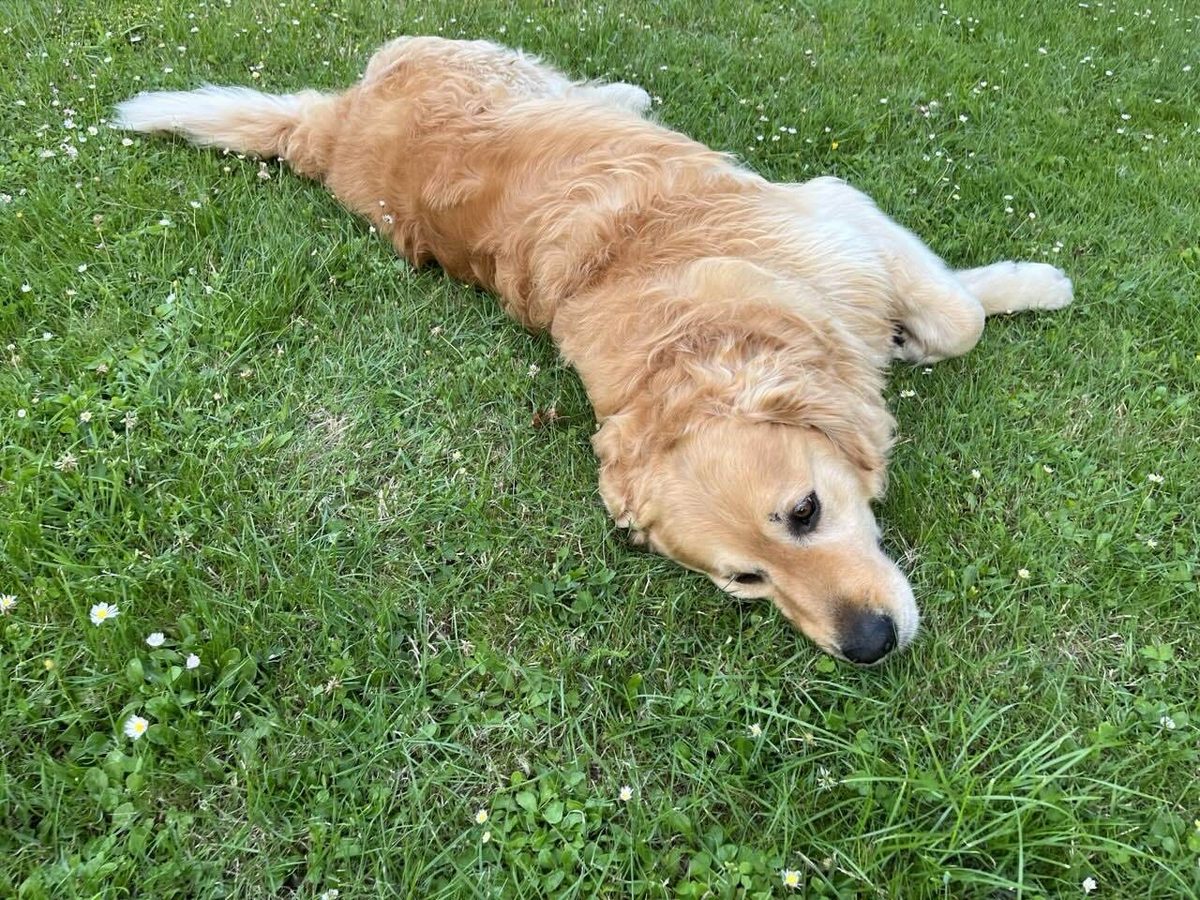 Golden Retriever