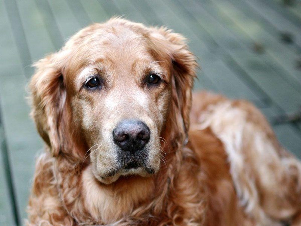 Goldendoodle