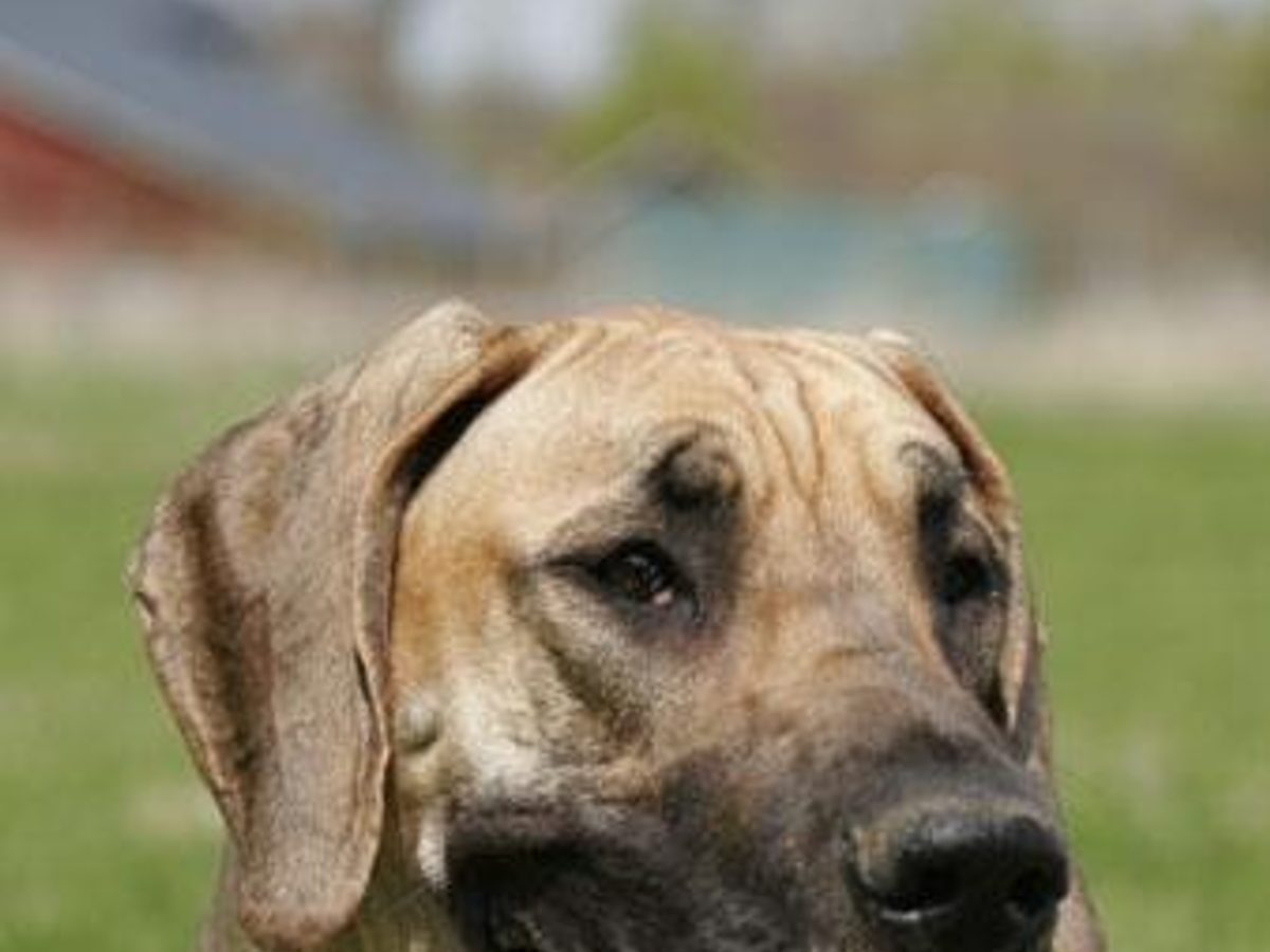Great Dane