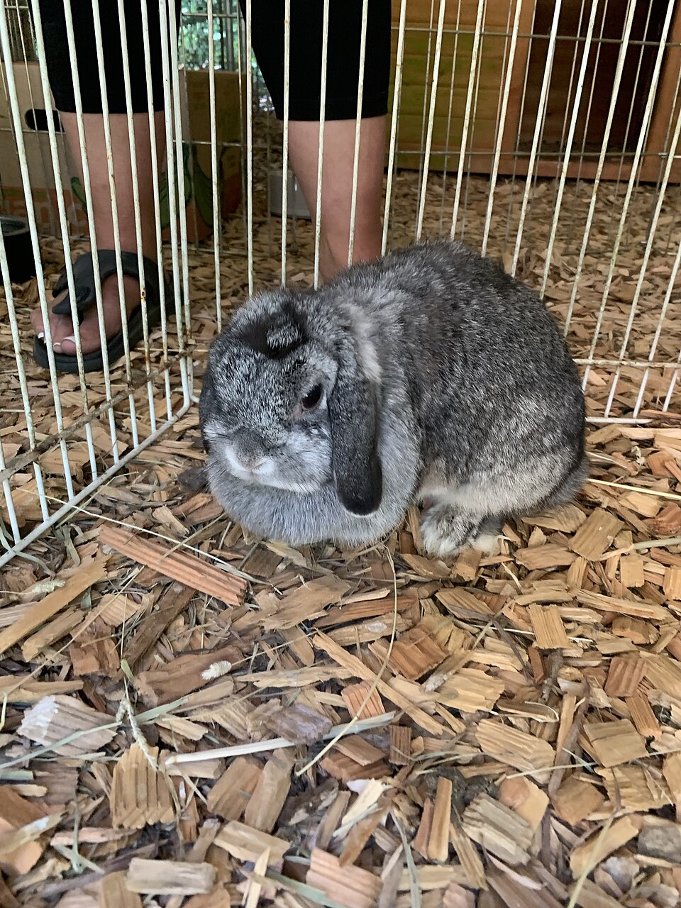 Holland Lop