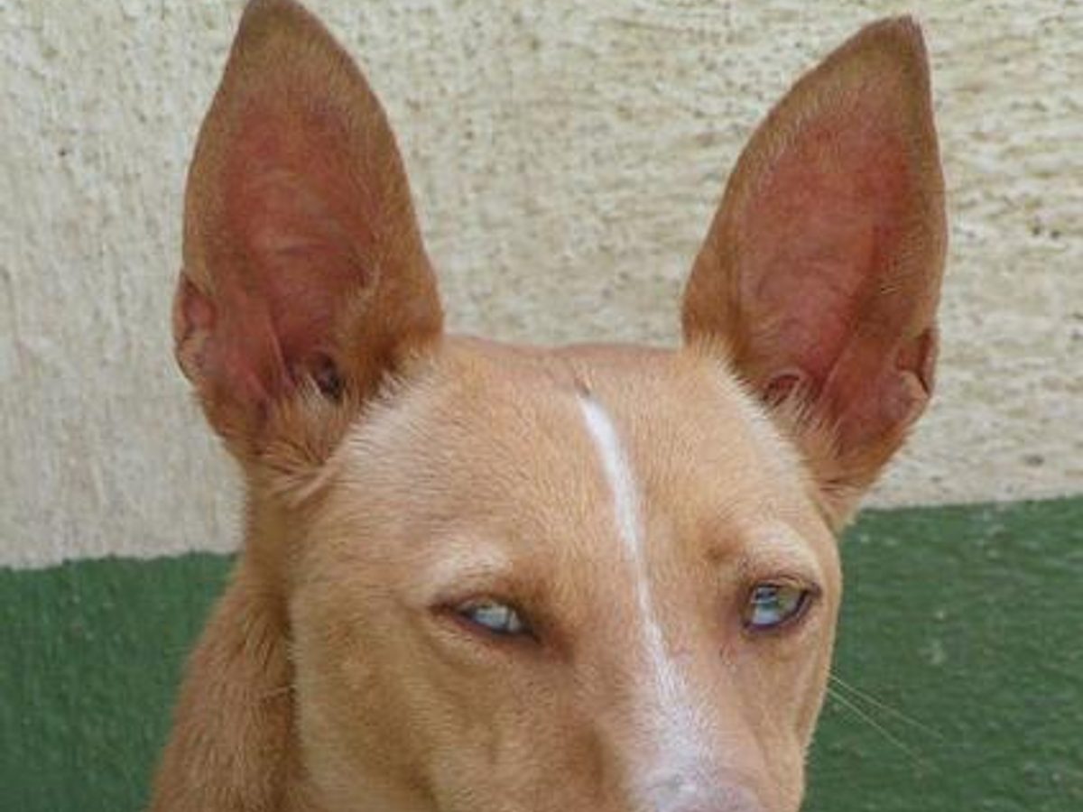 Ibizan Hound