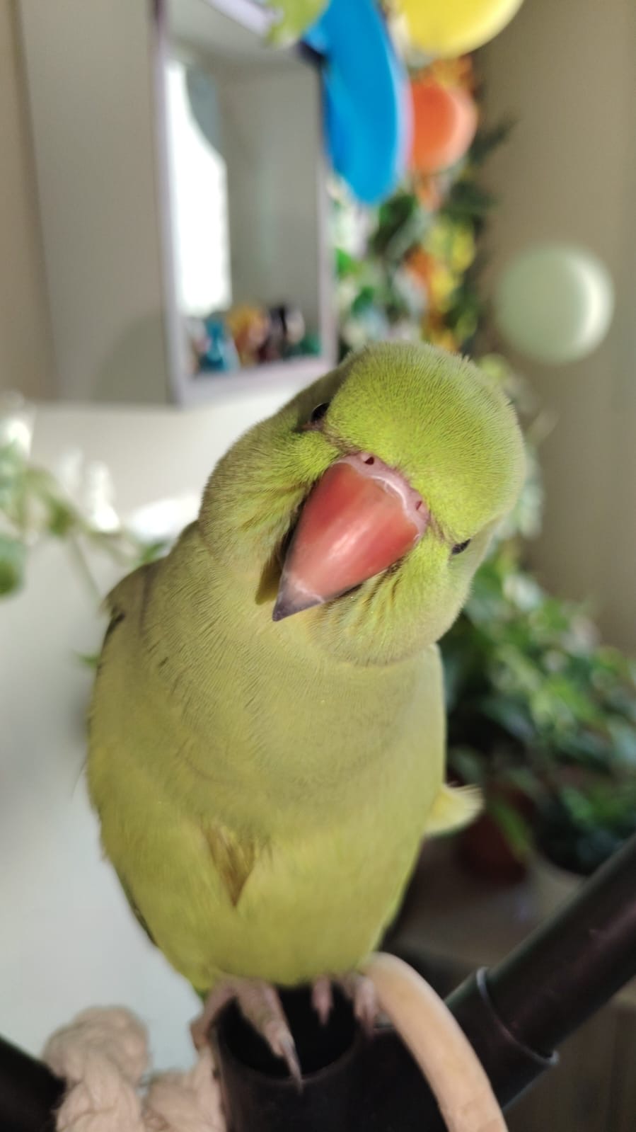 Indian Ringneck Parakeet