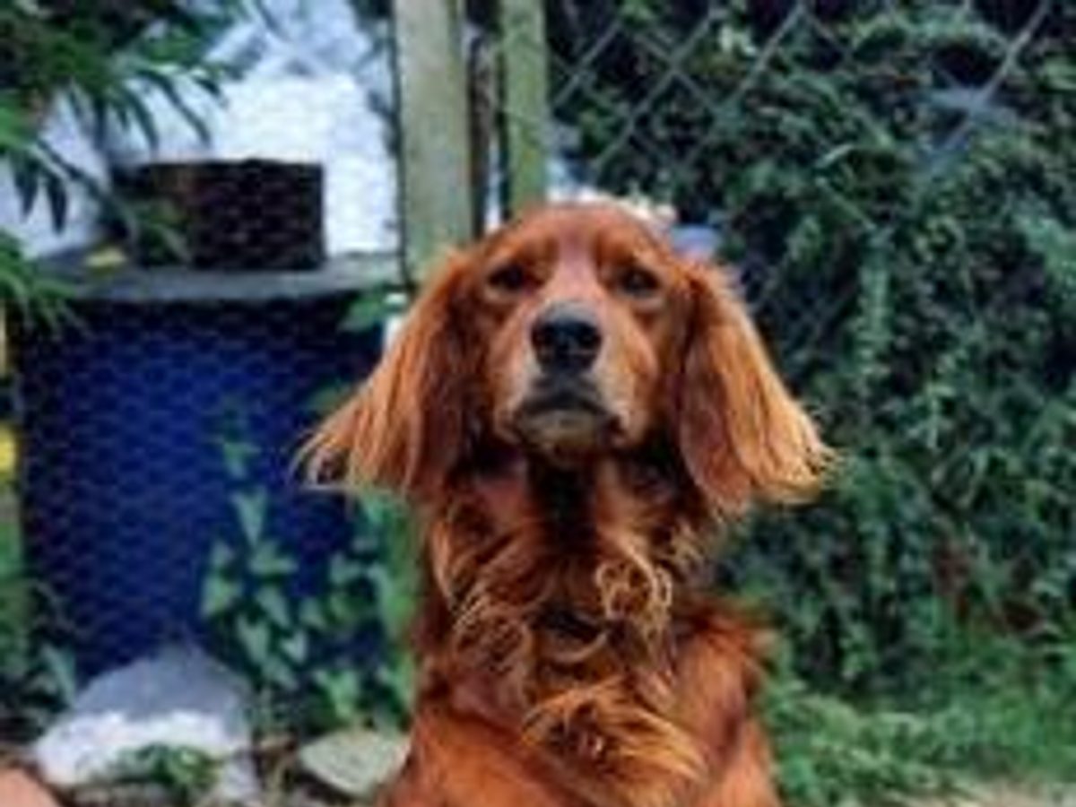 Irish Setter