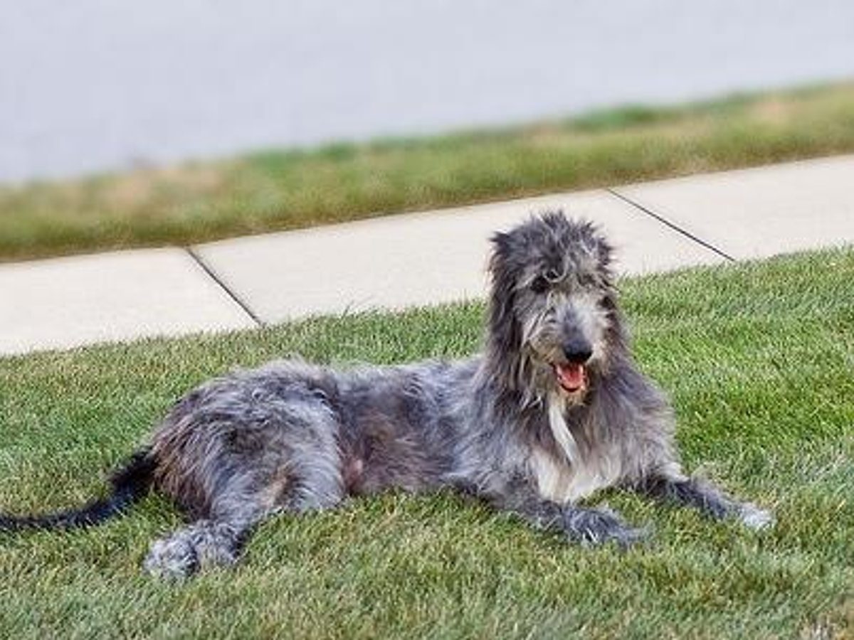 Irish Wolfhound