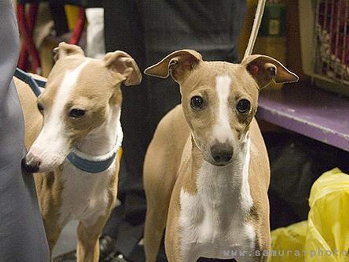 Italian Greyhound