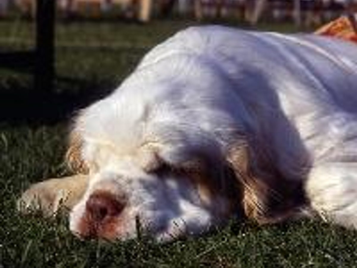 Japanese Chin