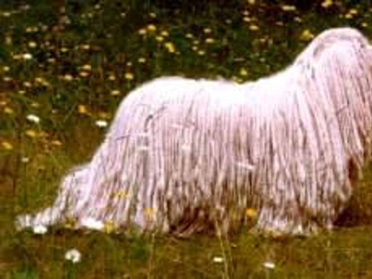 Komondor