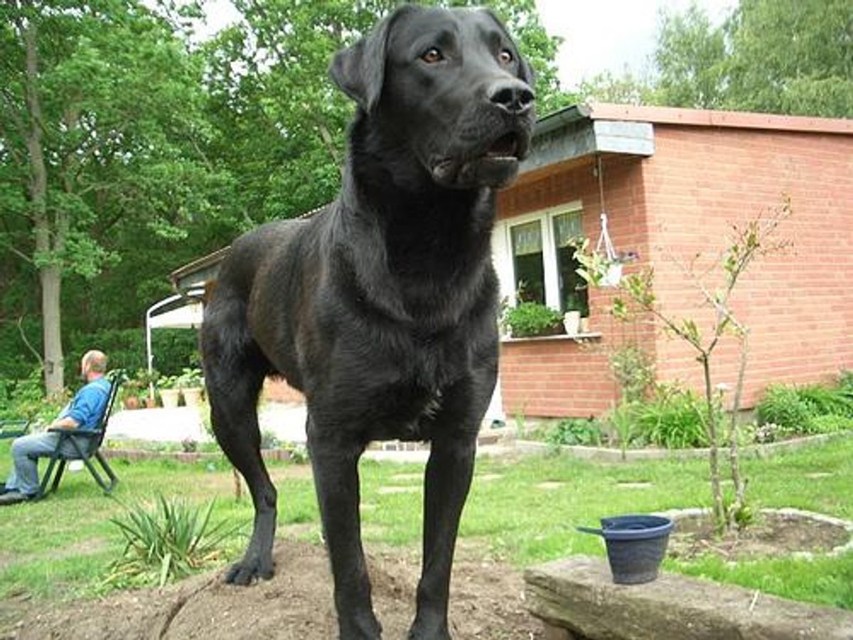 Labrador Retriever