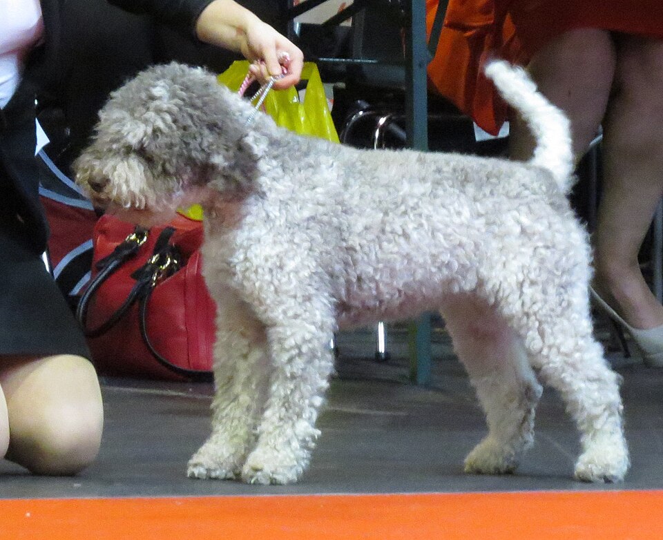 Barbet