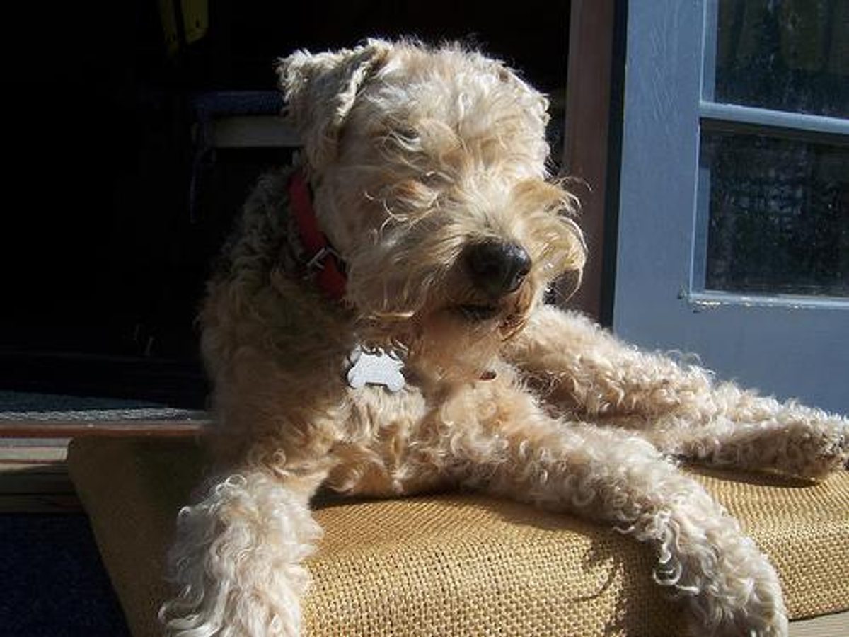 Lakeland Terrier