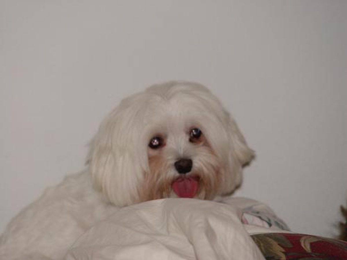 Lhasa Apso