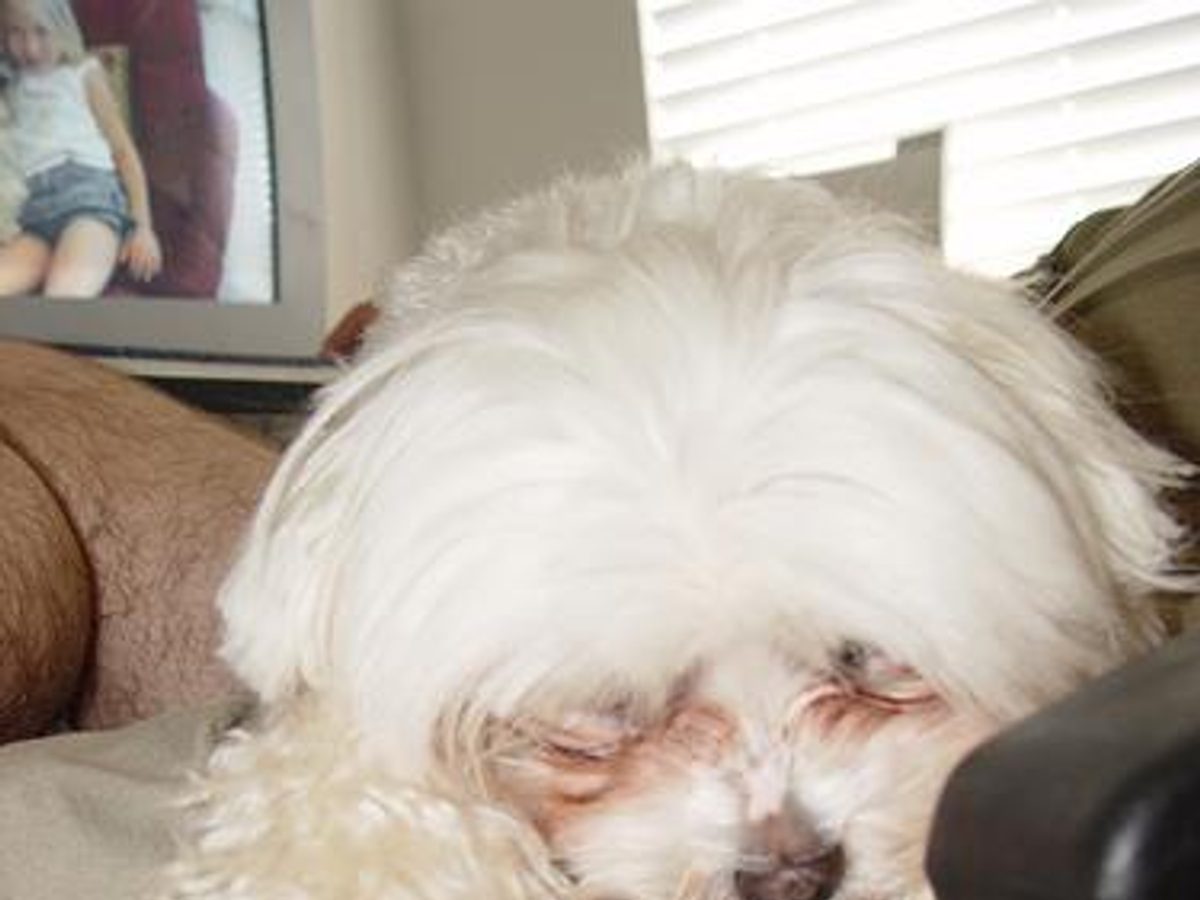 Maltese